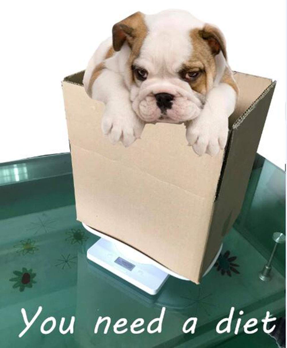 Digital Pet Scale 22 lbs Capacity White A9100